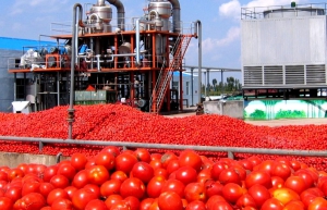 مراحل تولید گوجه فرنگی